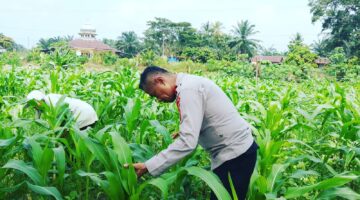 Polsek Sabak Auh Cek Lahan Jagung 34 Hari Dukung Swasembada 2026